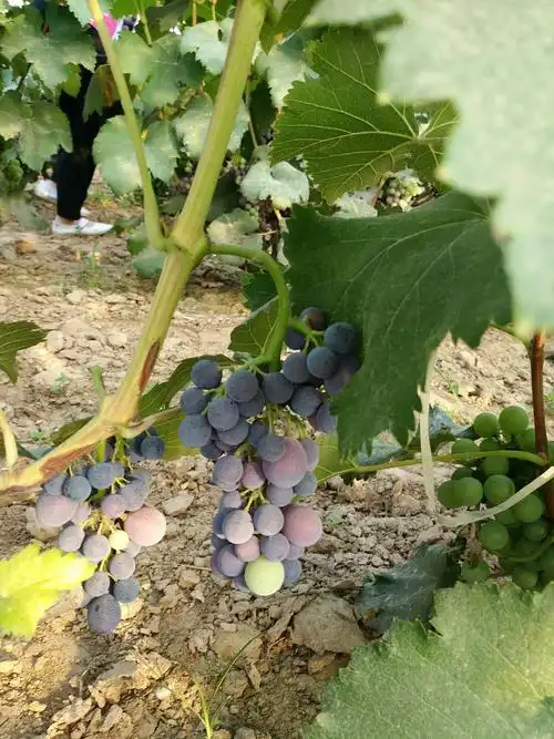 采摘园里紫盈盈的葡萄,又大又圆的西瓜,我们真切体会到了汗滴禾下土的