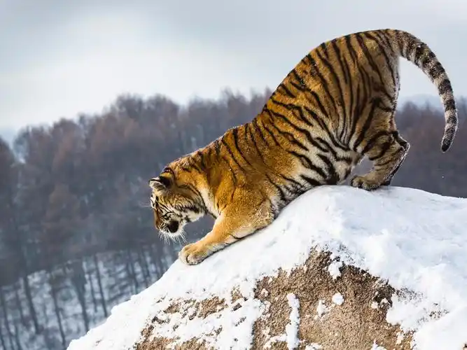 摄影 中国虎乡一一东北虎 写美篇