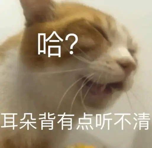 哈耳朵背有点听不清一组猫咪斗图表情包