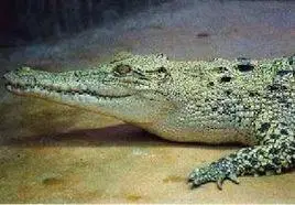 假长吻鳄鱼