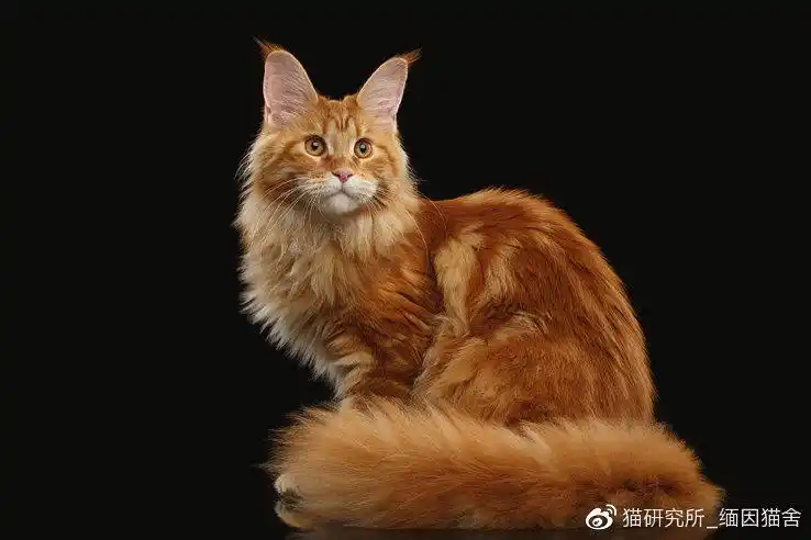 纯红色一只没有其他颜色的纯红色缅因猫非常罕见.