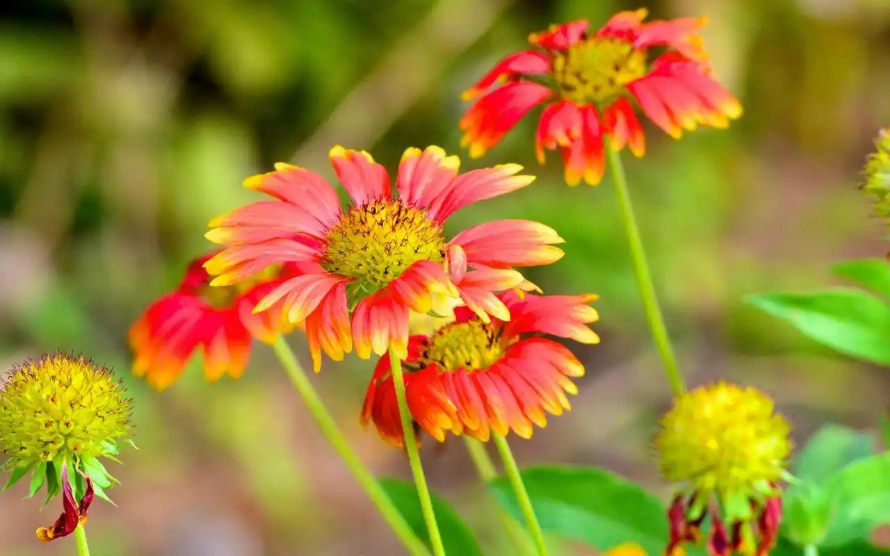 好看的植物花草高清电脑桌面壁纸