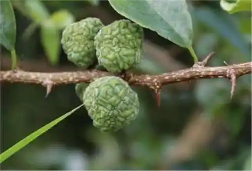 这个野草叫"穿破石",天生神力功效大,连石头都害怕