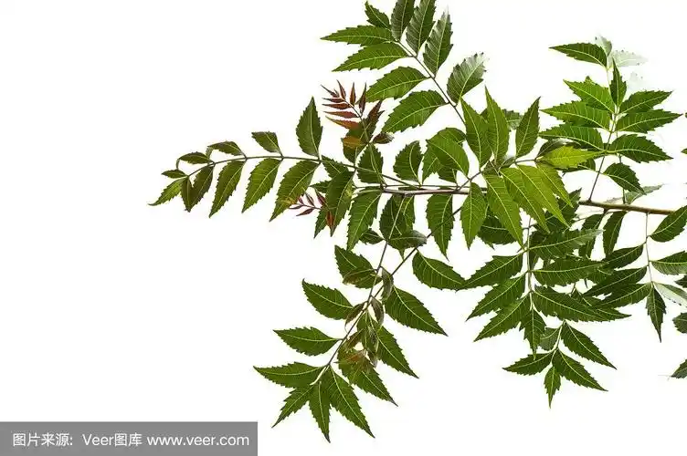 药用楝叶在白色背景上.azadirachta indica.