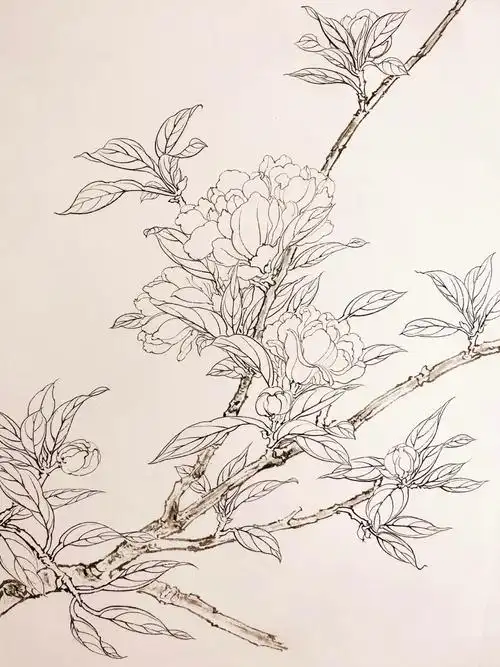 每日一练白描花卉石榴花