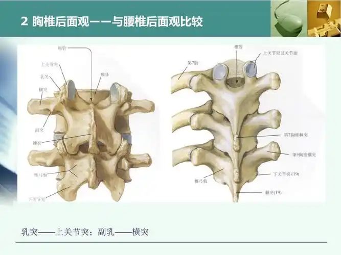胸腰椎椎弓根置钉技术