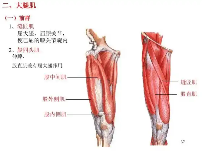 运动解剖学(肌学)ppt