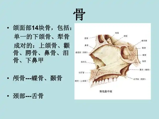 口腔颌面系统解剖上颌骨