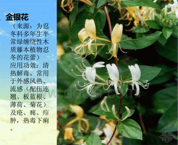 中草药图片与功效收藏