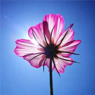 专属微信最吉利的好看头像 旺运头像图片年花草