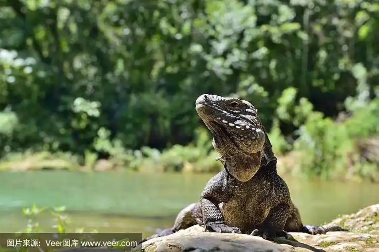 古巴岩鬣蜥(cyclura nubila)