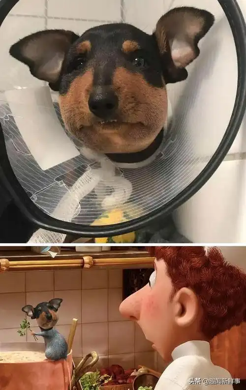 科技站在大全恶搞披萨上的小鸭子34.