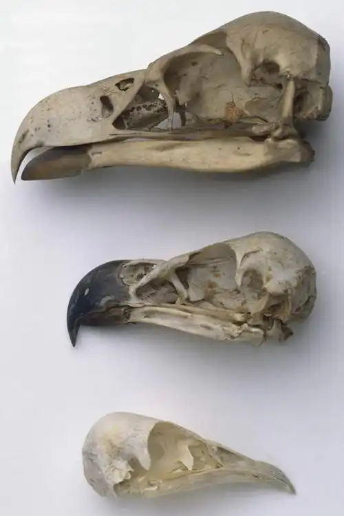 竖图,俯视,室内,特写,白天,白色背景,鸟,野生动物,鹰,阴影,光线,鸟类