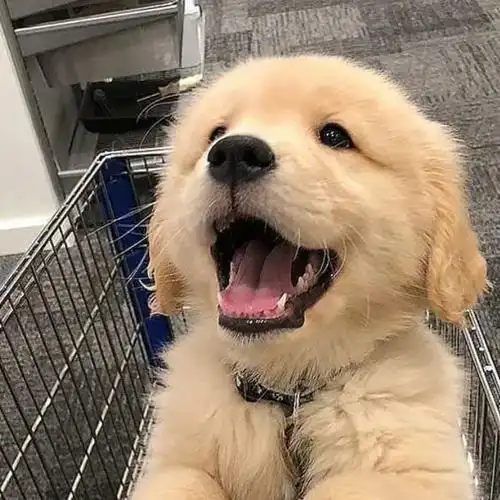 胖嘟嘟狗狗的圆脸非常可爱头像,超级可爱且萌宠的小狗头像_动物头像