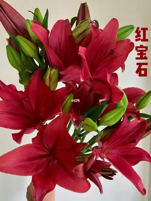 红宝石亚百合网购鲜花