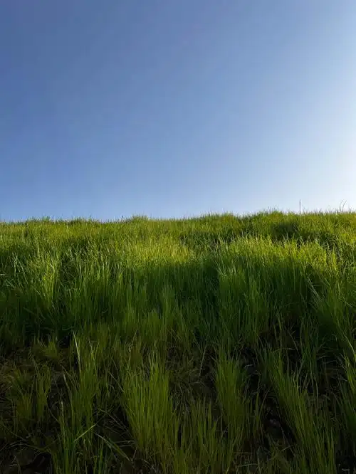 呼伦贝尔大草原苏州分原