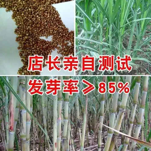 北方甘蔗种子甜杆种子甜高粱芦栗甜秫秸糖高粱种子甜杆种脆甜多汁_双
