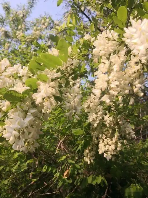 又见山城槐花开