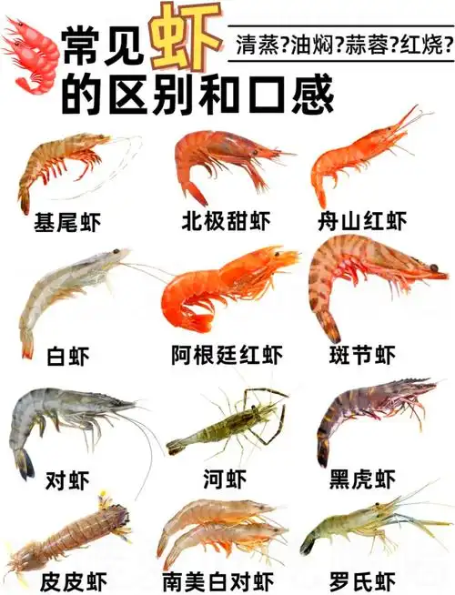 常见虾的种类和口感🦐及挑选方法
