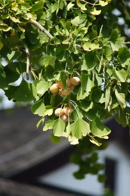 秋风初扫银杏树硕果累累缀枝头古猗园银杏结果了