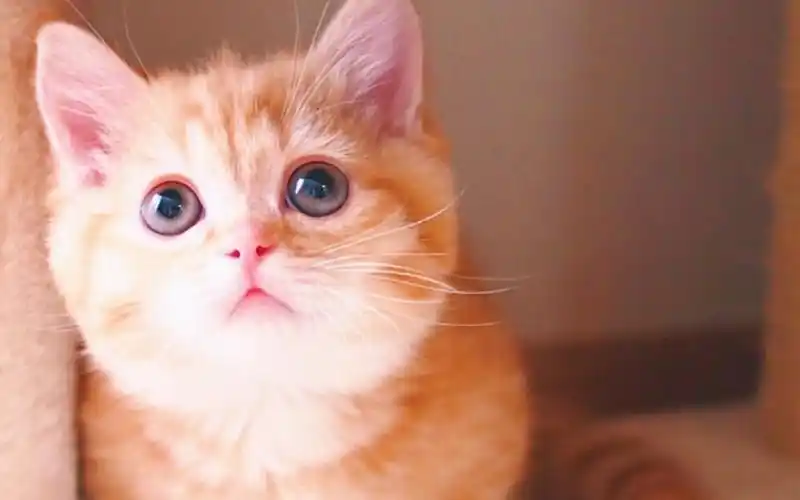 粉嫩可爱的小奶猫高清手机壁纸,动物壁纸,唯美,可爱,高清,猫咪,宠物