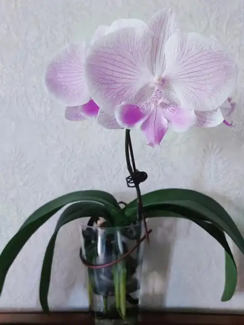 至臻好根——蝴蝶兰水培大爆根实录