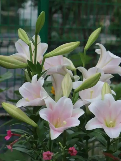 预售22年春百合130多个品种