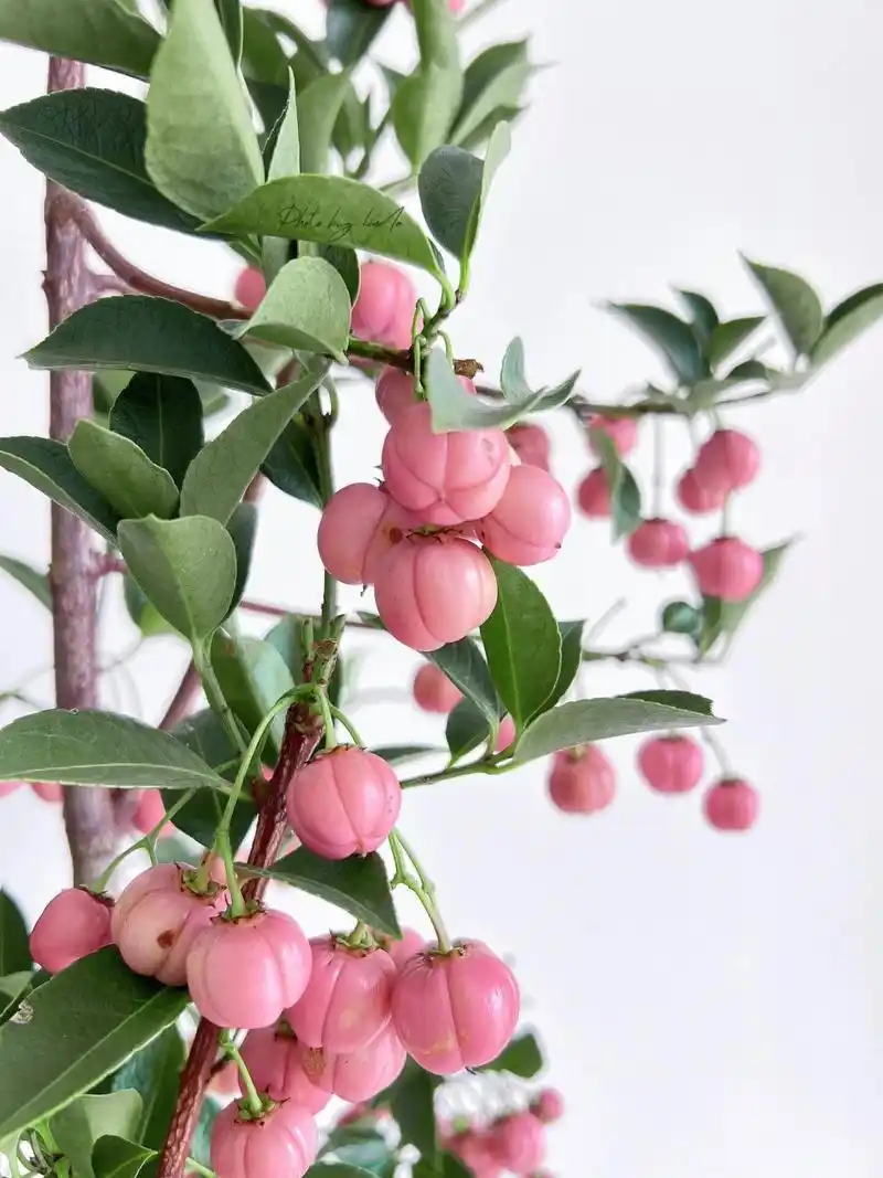 秋天的第一把果枝～～灯笼果   	 收到花真是惊艳到我,好大的一把