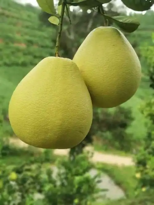 云南冬试早傣柚易剥皮水分高酸酸甜甜