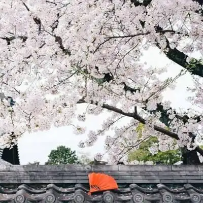 最美的樱花头像