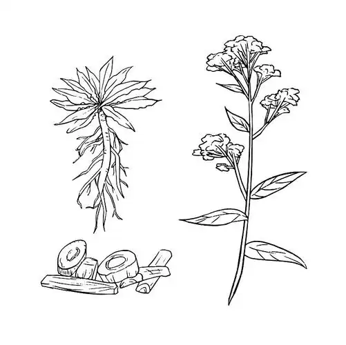 素描植物素材-素描植物图片