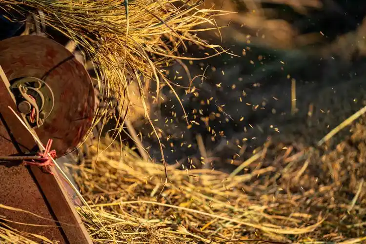 在脱粒机上脱粒的水稻