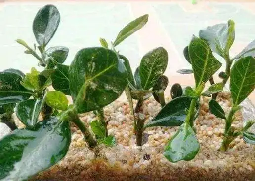 【吉美装饰—生活知识】立冬要来了,这3种植物赶紧"扦插",插上就活