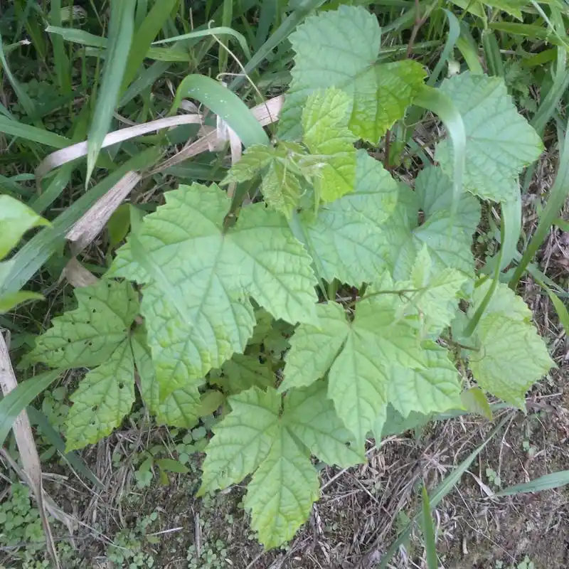 新鲜北沙参图片长什么样