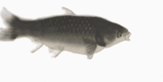 鱼动物鲤鱼gif动图_动态图_表情包下载_soogif