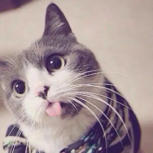 猫咪为什么会吐舌头啊简直萌翻了好不