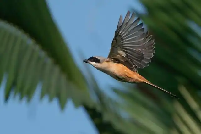 3 g oss拍鸟,手持拍摄非常方便,遇到飞鸟举手就能拍,往往焦点都能够咬