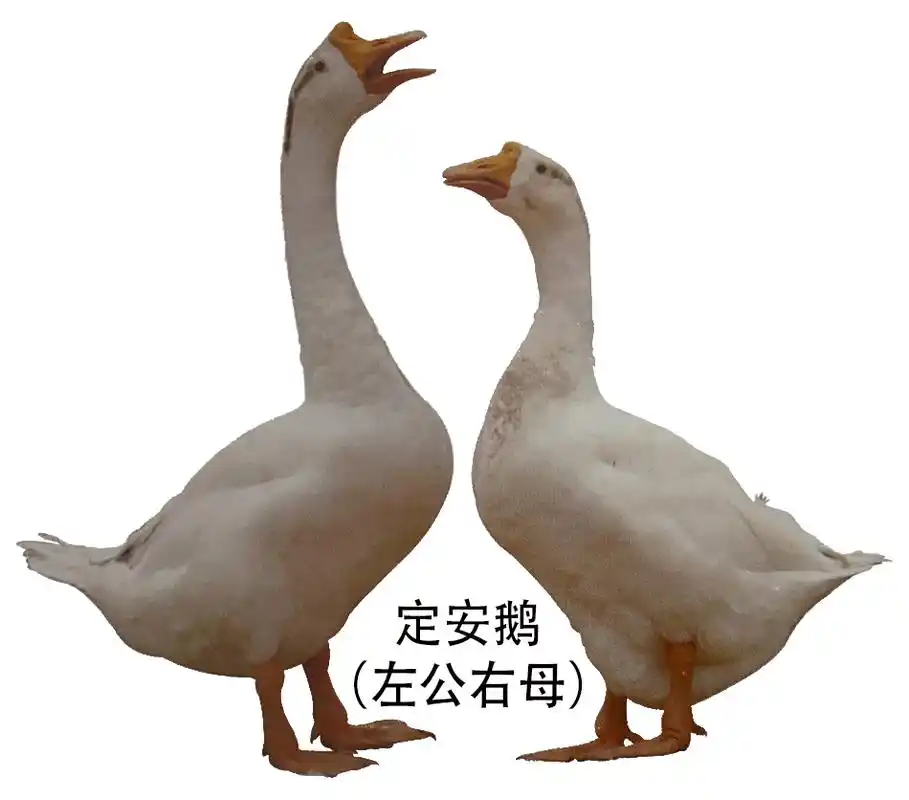 海南省地方鹅种安定鹅