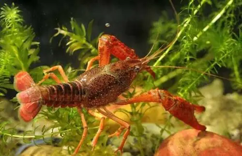 合理的养殖是成功的关键-龙虾苗,小龙虾苗,龙虾苗价格,龙虾种苗,龙虾