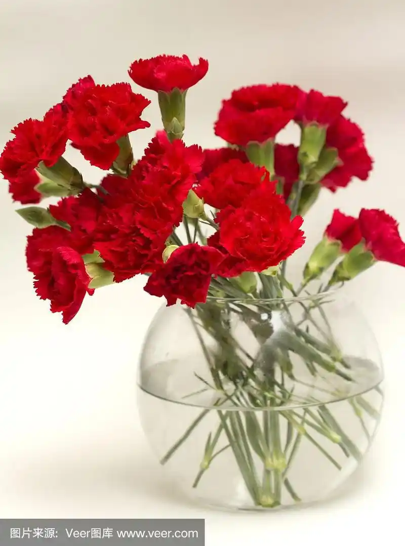 花瓶中的红色康乃馨花束