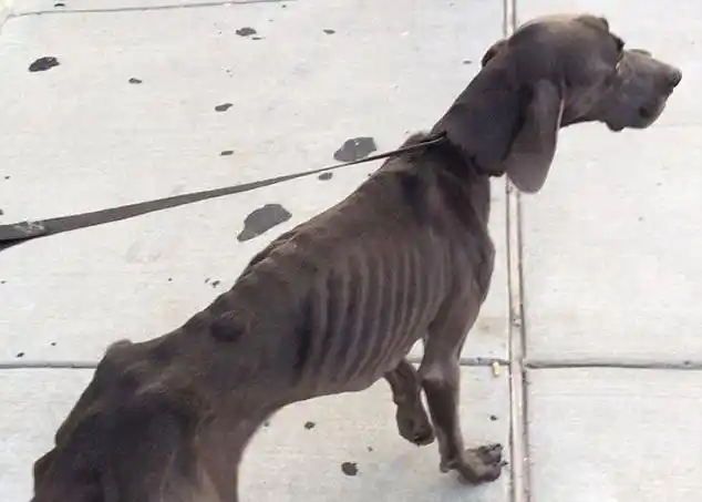 美国坚强流浪狗饿至皮包骨仍奇迹生存