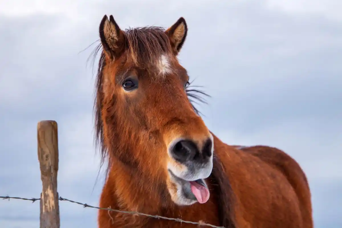 马吐舌头逗趣味,谁说马儿总正经?心情好时马也皮,马界搞笑新篇章!