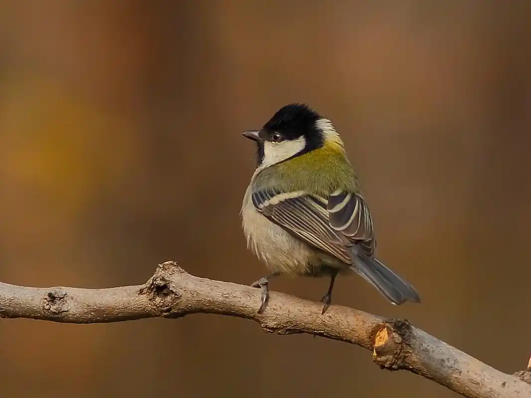 大山雀图片 鸟类,山雀,大山雀, _ 大山雀[图片专辑] _ 图片网