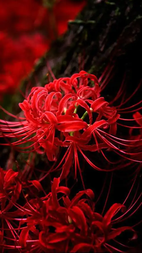 彼岸,花开,曼珠,沙华