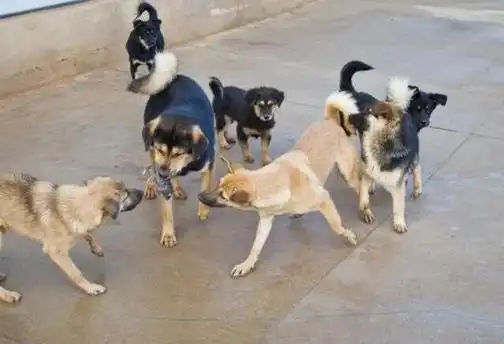 奇闻故事一群野狗包围住了一个老头随后残忍地对其发起了进攻