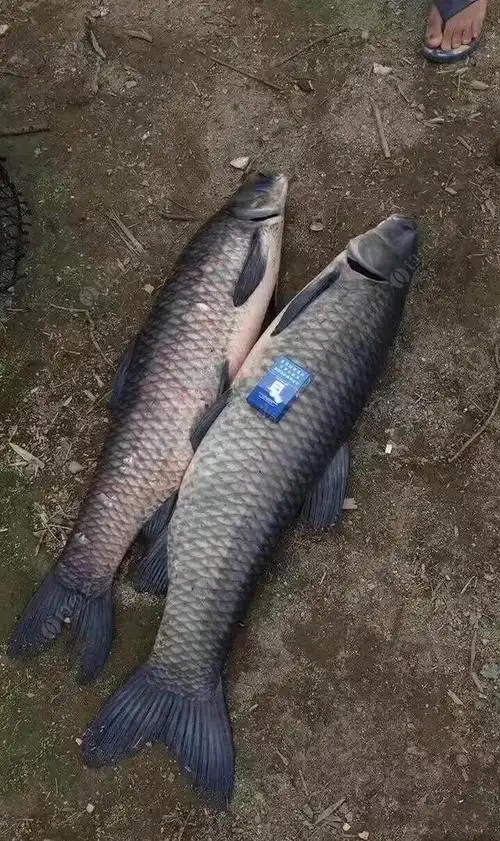 野生水库上的大青鱼!