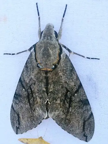 走进蛾子世界 ——在雾朦溪谷山庄避暑(七) - 美篇