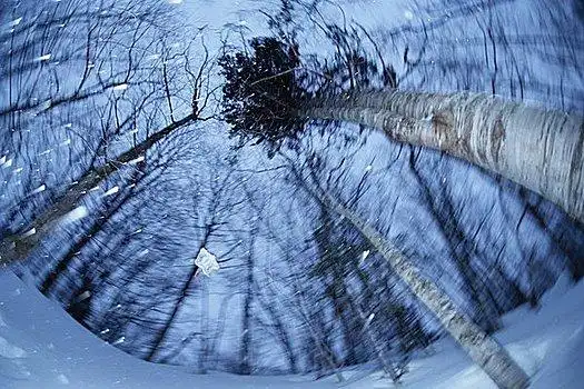 矮树林图片_矮树林图片大全_矮树林图片素材