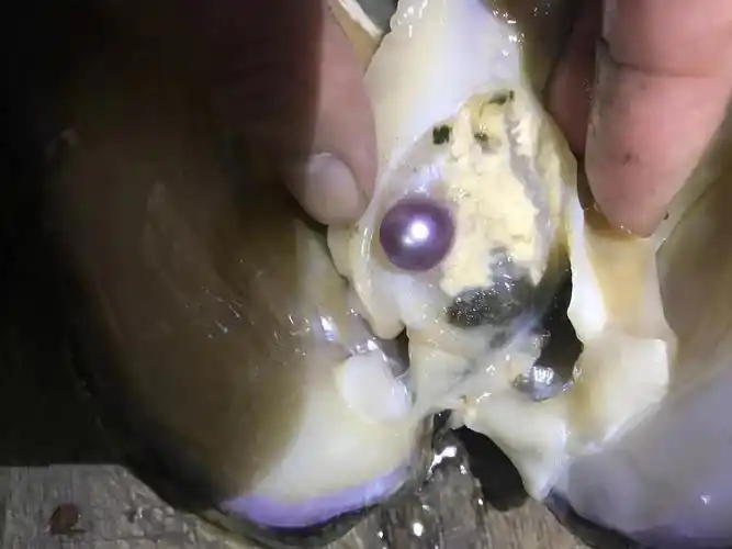 紫色爱迪生珍珠蚌活蚌高品质圆珠率高颜色鲜艳一蚌一