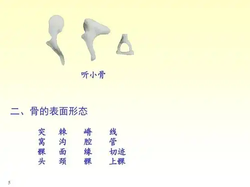 系统解剖学第一章——骨骼系统 听小骨 二,骨的表面形态 突 窝 髁 头